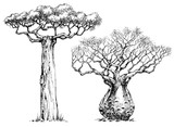 African iconic tree, baobab tree