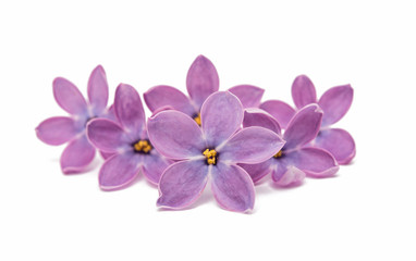 Poster - lilac flower isolated