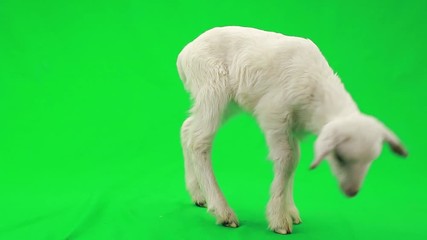 Wall Mural -  little sheep on a green screen