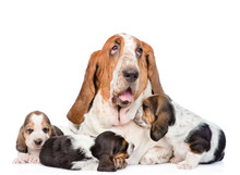 Adult Basset Hound Dog And Puppies. Isolated On White Background