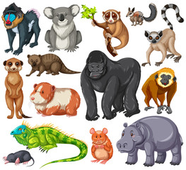 Wall Mural - Different type of wildlife animals on white background