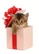 Cute somali kitten in a present box