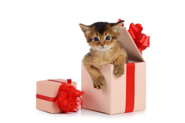 Cute somali kitten in a present box