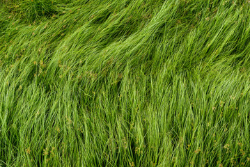 Wall Mural - Nut grass, Purple nutsedge, Nutsedge, Cocograss