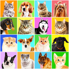 Dogs And Cats Portraits On Bright Backgrounds