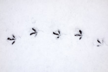Bird Traces On Snow