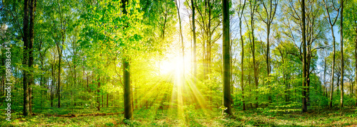 Cuadros en Lienzo Lichtung im Wald bei Sonnenuntergang