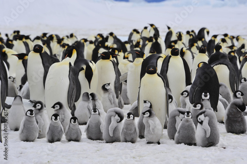 фотография  Emperor Penguins with chick