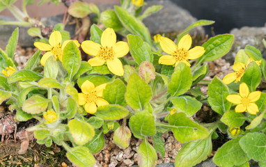 yellow flowers