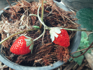 Poster - Fresh strawberries in the garden