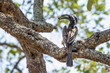 African Grey Hornbill in Kruger National park, South Africa