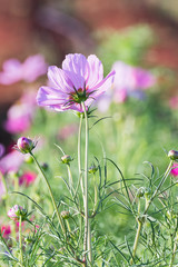 Wall Mural - Pink cosmos flower in garden