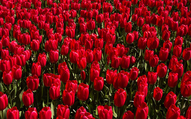 Wall Mural - Tulip. colorful tulips. tulips in spring,colourful tulip