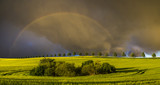 Fototapeta Tęcza - Spring colorful rainbow over the field after passing rainstorm
