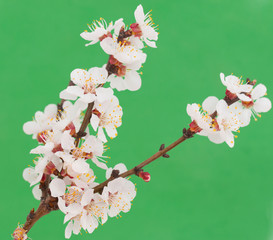 Wall Mural - apricot flowers on a branch on a green background