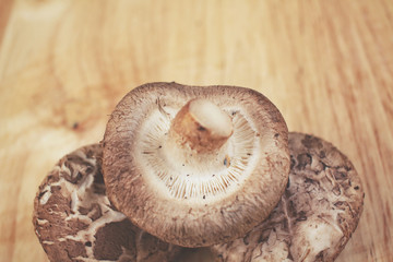 Poster - Shiitake mushroom