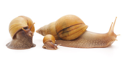 Big snails with small snail.