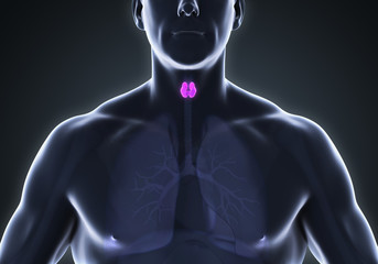 Wall Mural - Human Thyroid Gland Anatomy Illustration. 3D render