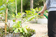  watering lime tree