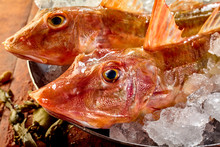 Heads Of Two Raw Fresh Gurnard Fish
