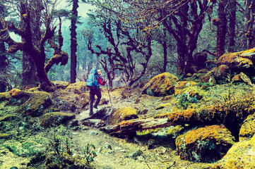 Wall Mural - Hike in Nepal jungle