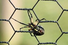 Black And Yellow Garden Spider On Chicken Fence