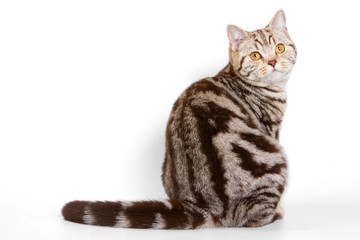 Striped red british cat (isolated on white)