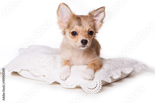 Red Haired Chihuahua Puppy And Pillow Isolated On White Buy