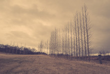 Bare Trees On A Row