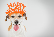 Smiling Laughing Pretty Dog. Happy New Year Card Ideas. Grey ( Gray ) Background Orange Word On The Head.