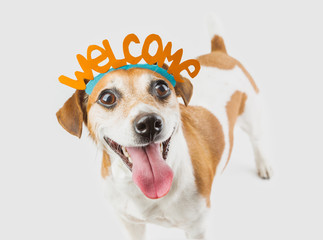 Adorable cute small smiling dog with Welcome word on the head. Gray background. Welcoming pet muzzle