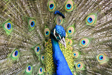 Portrait Of Beautiful Peacock With Feathers Out. Blue Peacock Spread Tail-feathers.
