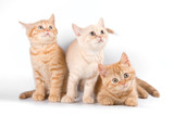 Fototapeta Koty - Several red striped kitten in a box