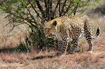 Wall Mural - africa. namibia. leopard