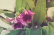 Purple orchid with vintage filter
