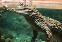 Large Alligator Head Under Water And Above