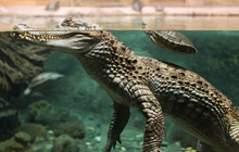 Large Alligator Head Under Water And Above 