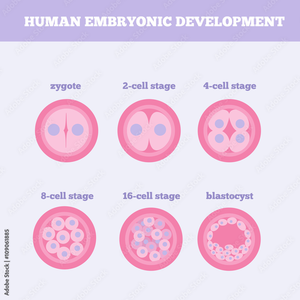 Human embryonic development medical vector illustration. Fertilized egg ...
