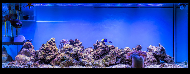 Wall Mural - Large panoramic aquarium with tropical reef fish Azure Damselfis