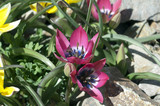 Wildtulpe; Tarda; Botanische, Tulpe; Tulipa
