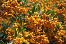 Orange Berries Of Firethorn Or Pyracantha In A Hedge