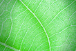 canvas print picture - Macro texture of green leaf