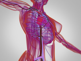 Wall Mural - 3d illustration,vascular,system,heart,human,health,anatomy,illustration,body,blood,artery,cardiology,biology,science,flow,medical,vein,cardiovascular,healthy,circulation,medicine,aorta,pulmonary,xray