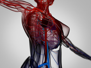 Wall Mural - 3d illustration,vascular,system,heart,human,health,anatomy,illustration,body,blood,artery,cardiology,biology,science,flow,medical,vein,cardiovascular,healthy,circulation,medicine,aorta,pulmonary,xray