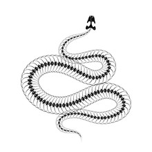 Skeleton Snake Isolated On White Background.