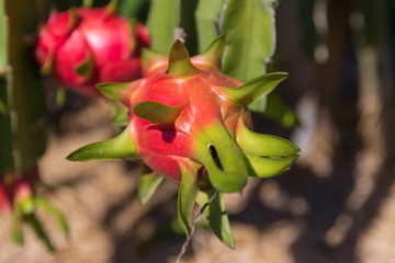 Wall Mural - Dragon fruit or Pitaya Pitahaya plantation in Thailand Hylocer Undatus outdoors