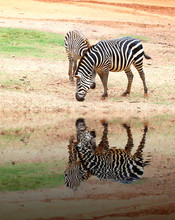 Two Small Zebra Eating  Grass With Water Reflection