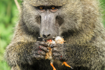 olive baboon