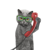 Fototapeta Koty - cat is talking over the old phone
