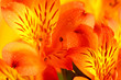 Macro orange and yellow lily of the Incas (Alstroemeria). Close up